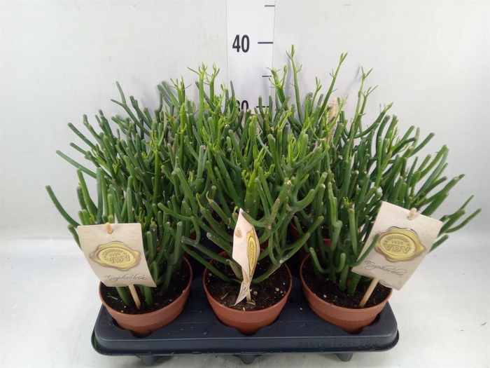 <h4>Euphorbia tirucalli</h4>