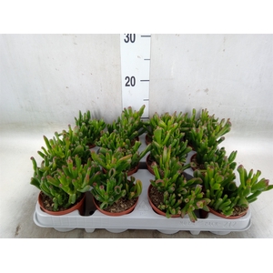 Crassula ovata 'Gollum'