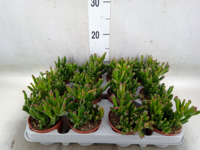 <h4>Crassula ovata 'Gollum'</h4>