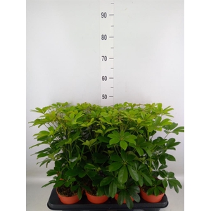 Schefflera arbor. 'Nora'