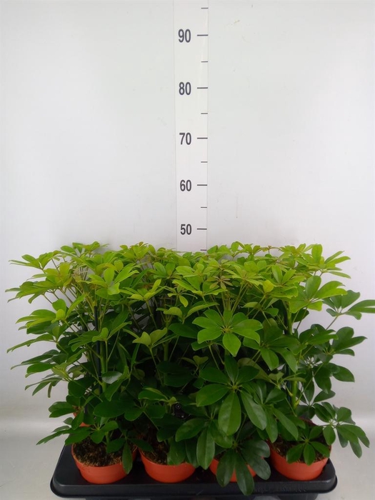 <h4>Schefflera arbor. 'Nora'</h4>