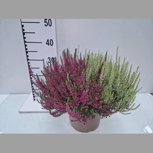 CALLU GG QUATT G GEM P24