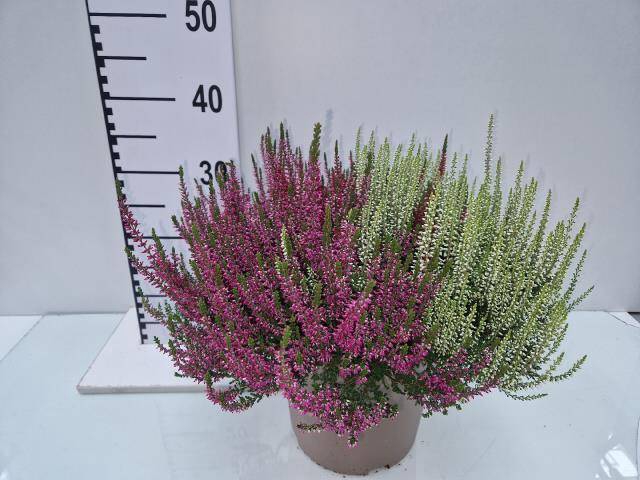 <h4>CALLU GG QUATT G GEM P24</h4>