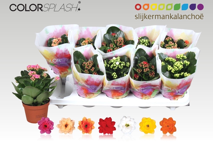 <h4>KAL GE GEM 7 KL</h4>