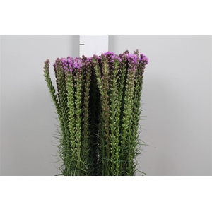 Liatris Spicata