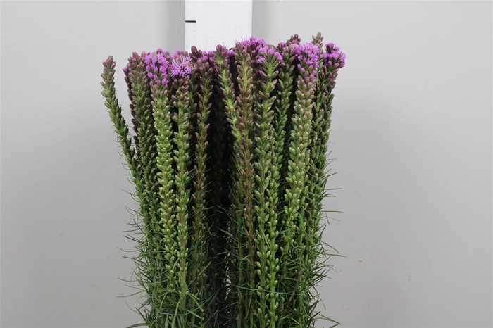 <h4>Liatris Spicata</h4>