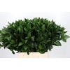 Ruscus Hypophyllum