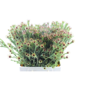 Leucad Jubilee Crown