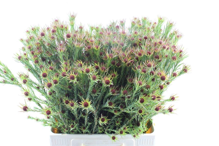 <h4>Leucad Jubilee Crown</h4>