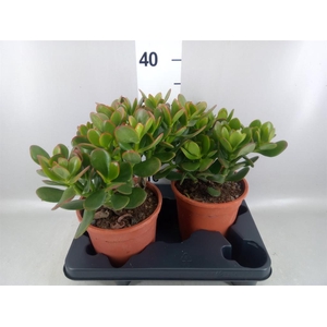 Crassula ovata 'Sunset'