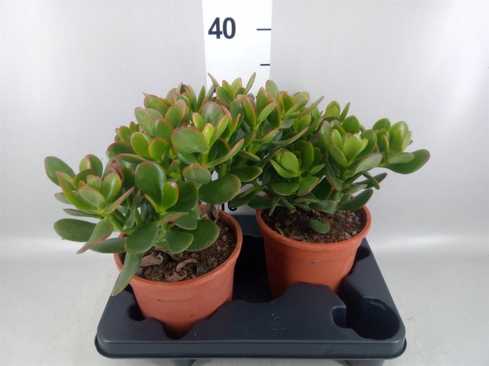 <h4>Crassula ovata 'Sunset'</h4>