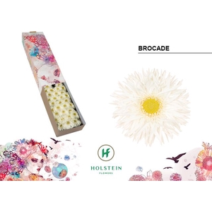 Germini Spider Brocade Half doos