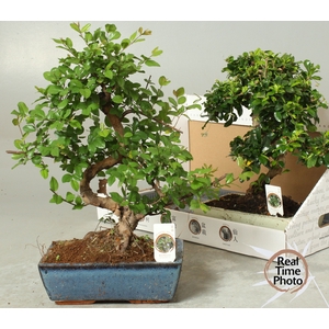 BONSAI GEM