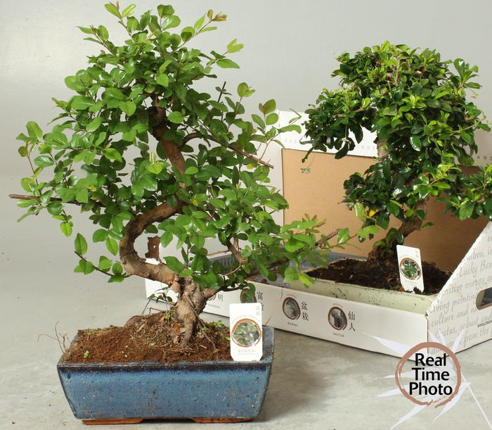 <h4>BONSAI GEM</h4>