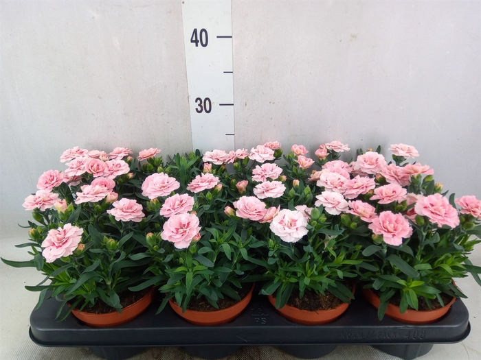 <h4>Dianthus  'Oscar Pink Star'</h4>