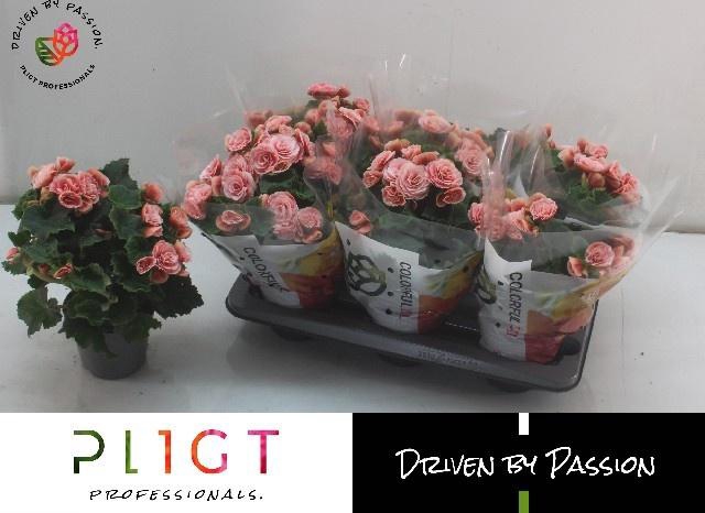 <h4>BEG DU BORIAS</h4>