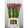 Nerine Roussy