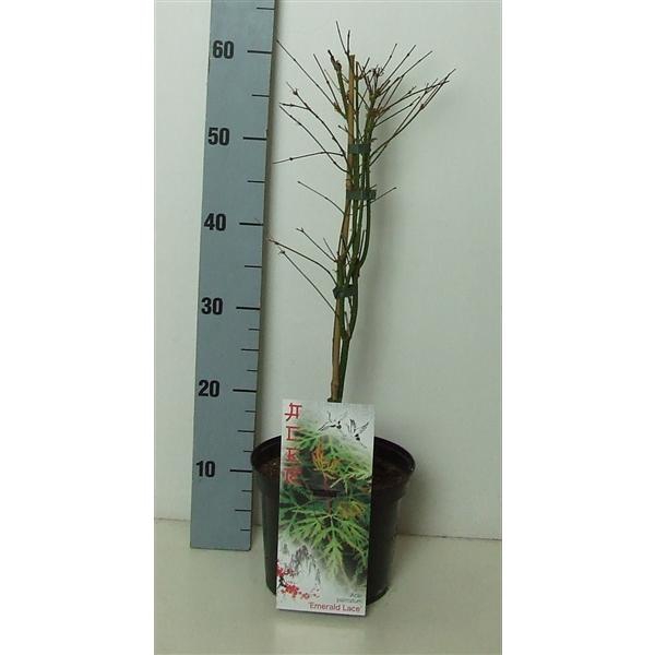 <h4>Acer palmatum 'Emerald Lace' P19 Full CC</h4>