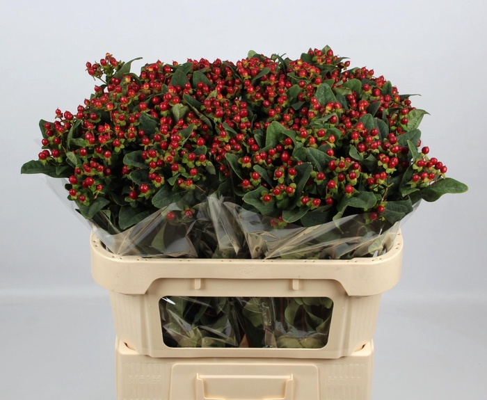 <h4>HYP ANDROSAEMUM OV</h4>