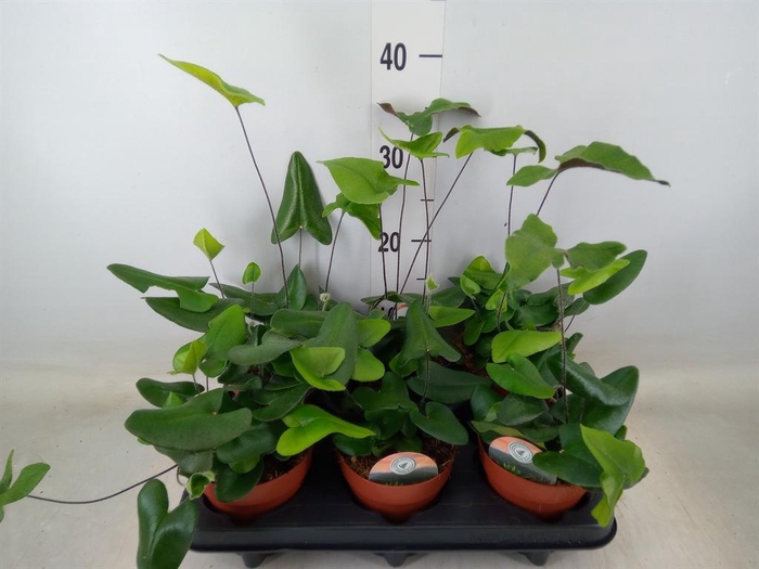 <h4>Hemionitis arifolia</h4>