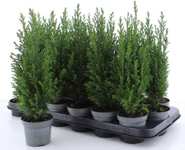 <h4>CHAM L ELLWOODII</h4>