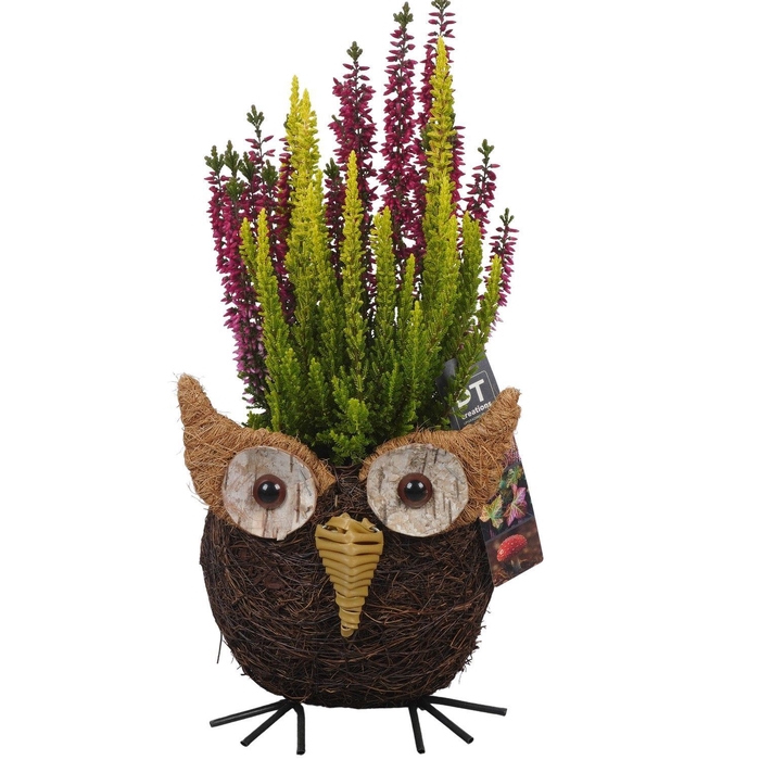 <h4>Arr.   Tuinplanten L%</h4>