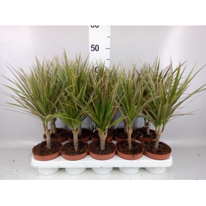 Dracaena marg. 'Bicolor'