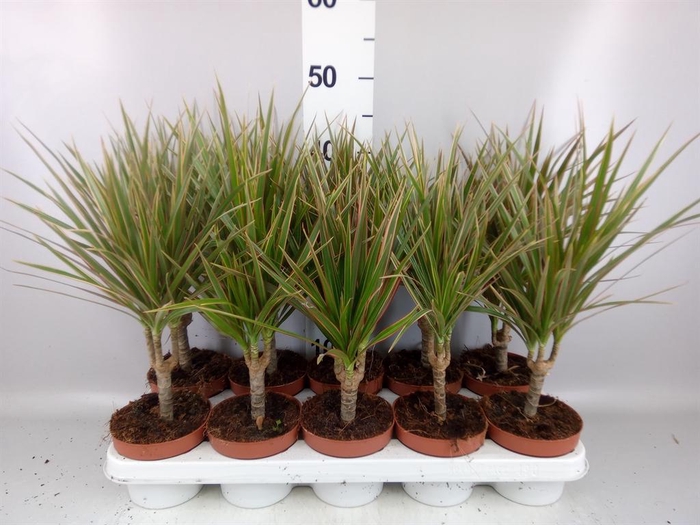 <h4>Dracaena marg. 'Bicolor'</h4>