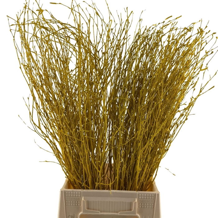 Birch 70cm Yellow
