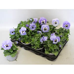Viola wittrockiana F1 Marina