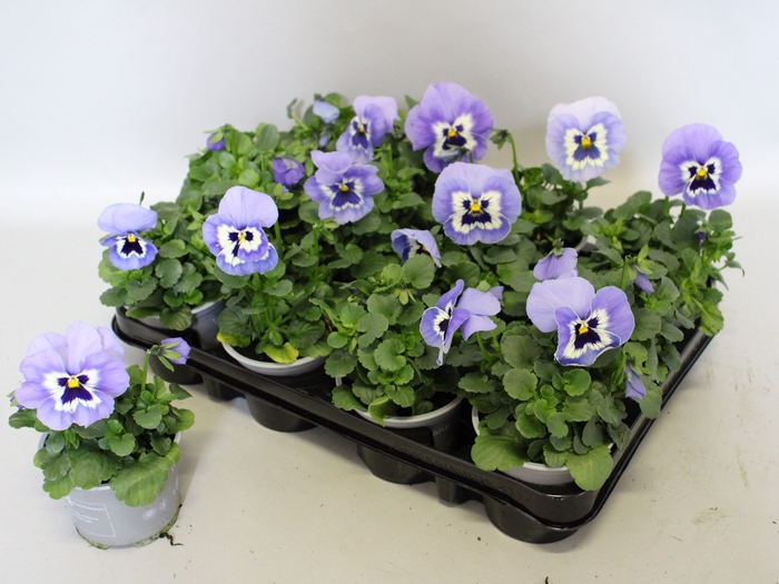<h4>Viola wittrockiana F1 Marina</h4>
