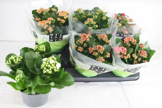 <h4>KAL GE GEM 5 KL</h4>