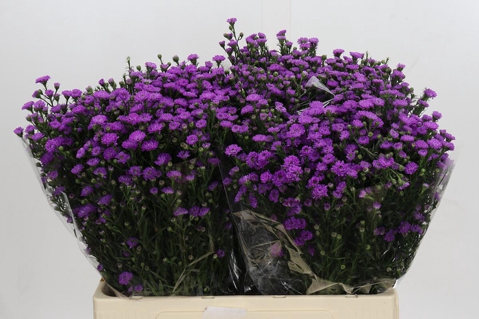 <h4>Aster Baby Pink</h4>