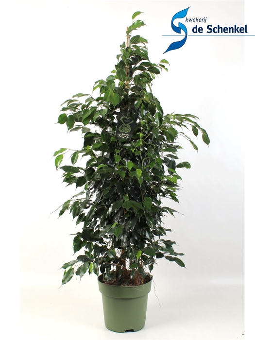 <h4>Ficus benja. 'Danielle'</h4>