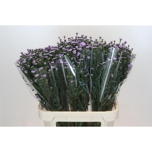 AST ASTEE M BABY BLU