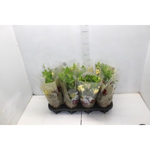 DIPLADENIA PICOLI P14 VARIADO