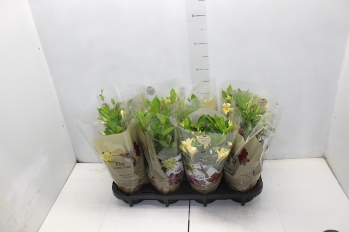 <h4>DIPLADENIA PICOLI P14 VARIADO</h4>