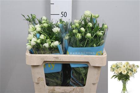 <h4>Ran Butterfly Ninos</h4>