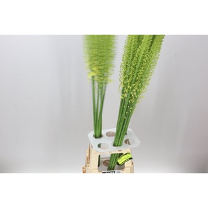 Eremurus Golden Cleopatra