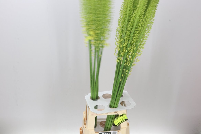 <h4>Eremurus Golden Cleopatra</h4>