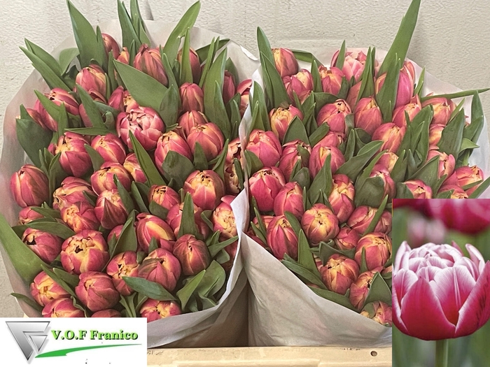 <h4>TU DU COLUMBUS</h4>