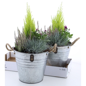 ARR TUINPLANTEN