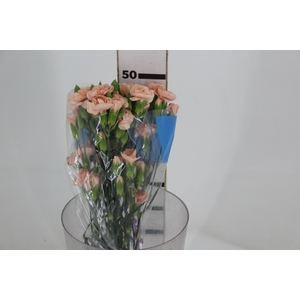 CRAVO SPRAY CHAMPAGN 050 CM