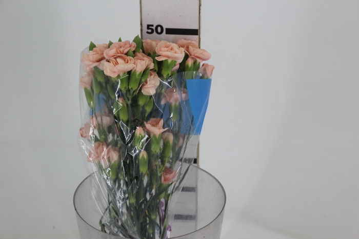 CRAVO SPRAY CHAMPAGN 050 CM