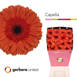 Gerbera Capella Diamond per kaart