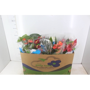 ANTHURIUM VARIADO P15