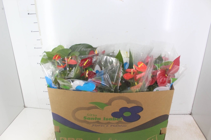 <h4>ANTHURIUM VARIADO P15</h4>