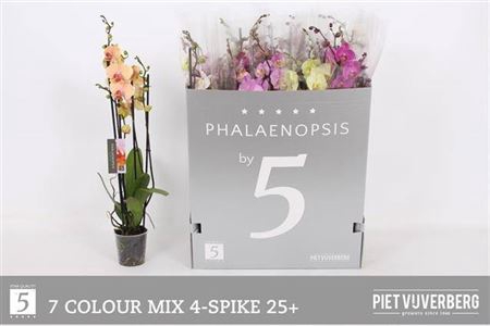 <h4>Phal Gem 7 Kl</h4>