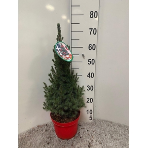 PICEA GL DECEMBER