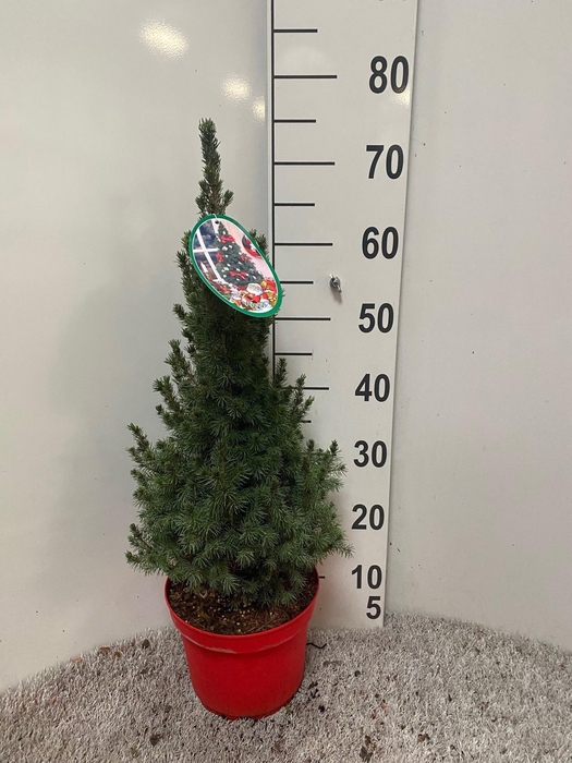 <h4>PICEA GL DECEMBER</h4>